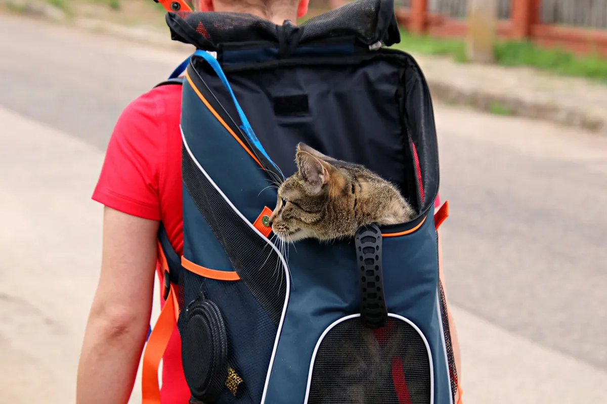 Melatih Kucing agar Tenang di Dalam Carrier