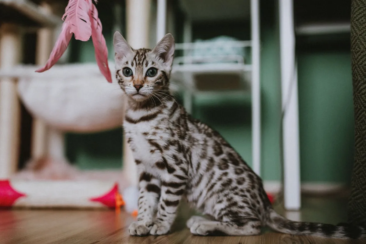 Kenapa Kucing Aktif di Malam Hari? Ini Tips Mengatasinya
