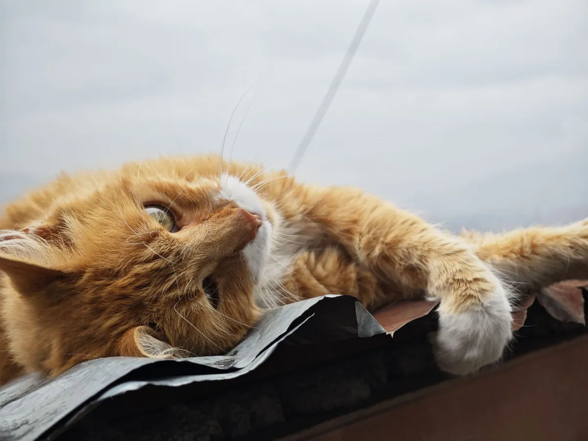 Tips Merawat Kucing Senior Agar Tetap Aktif dan Nyaman