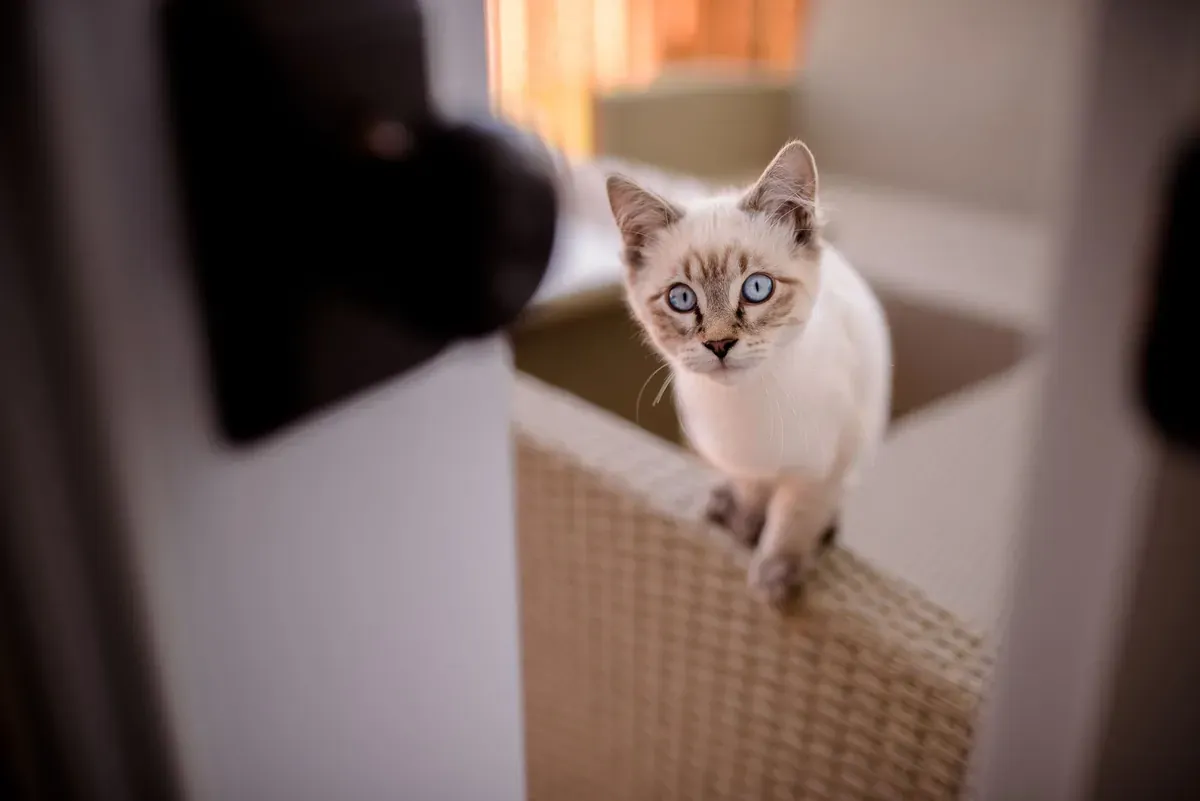 Tren Cat Hotel: Kenapa Makin Diminati
