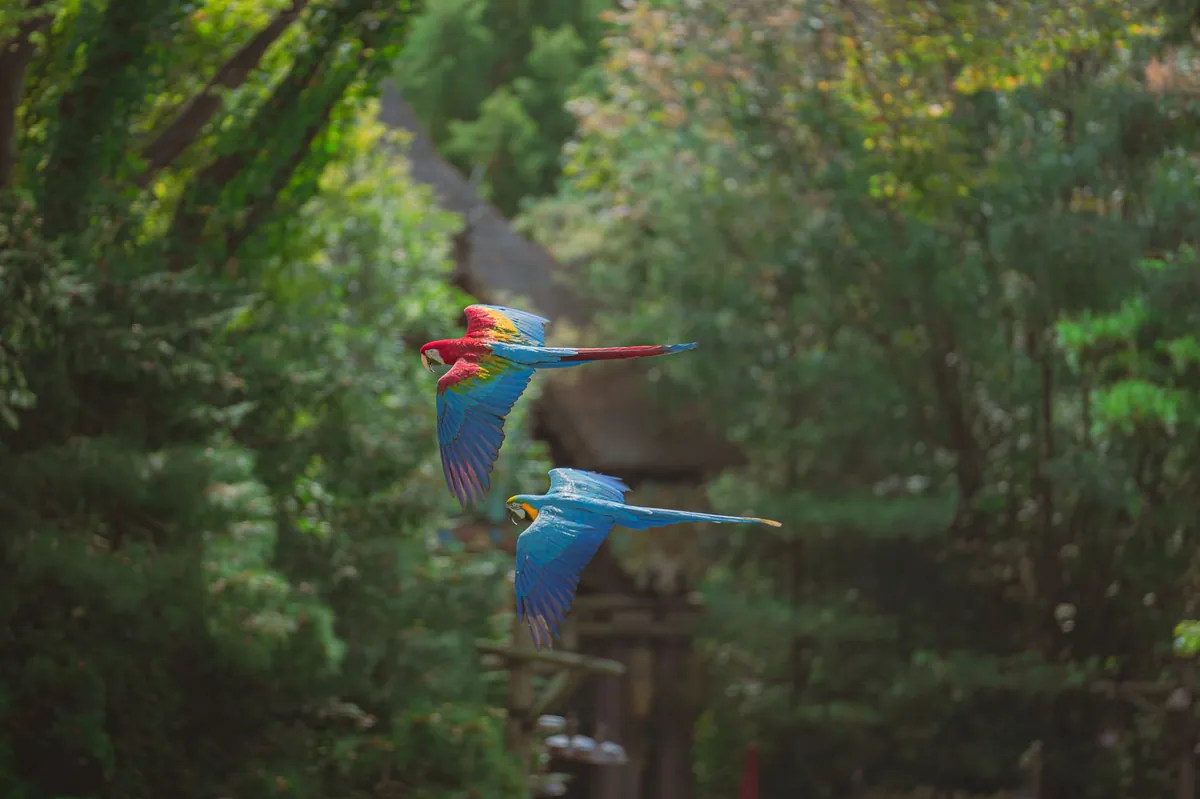 Tren Free Fly Burung Parrot: Hobi Seru dan Peluang Bisnis