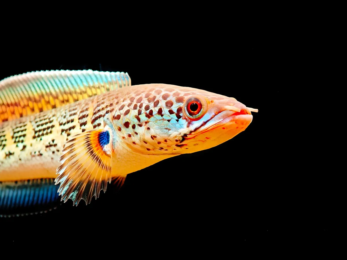 Tren Ikan Channa: Hobi Estetik & Peluang Bisnis Menjanjikan