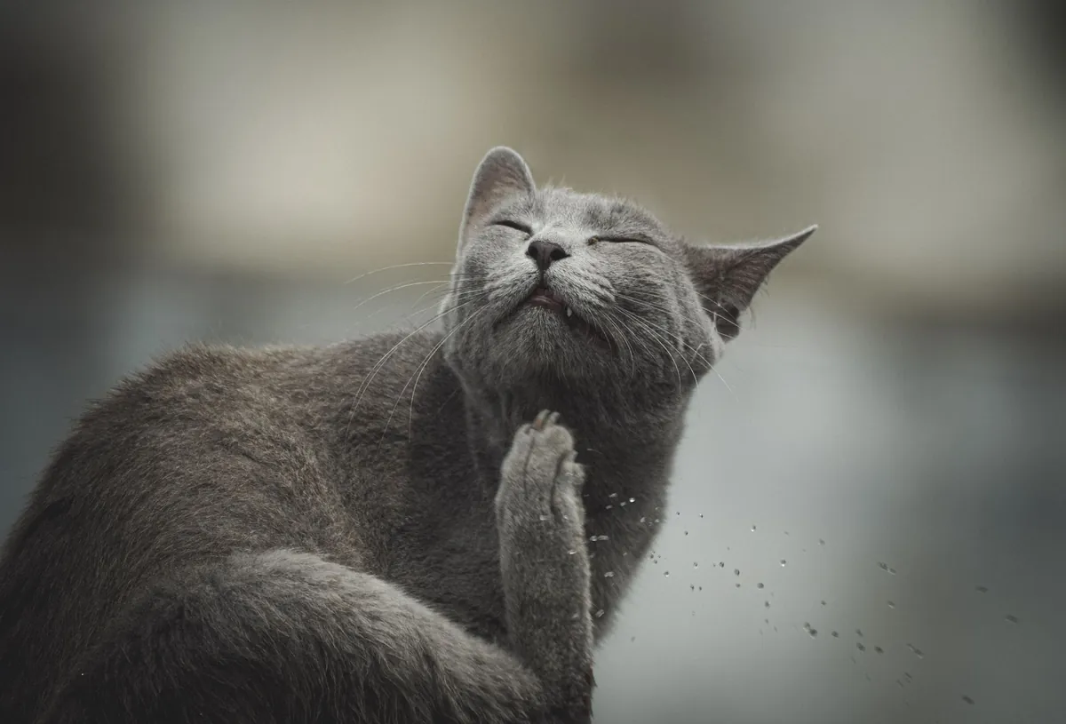 Waspada Alergi pada Kucing: Kenali Gejala & Cara Mengatasinya