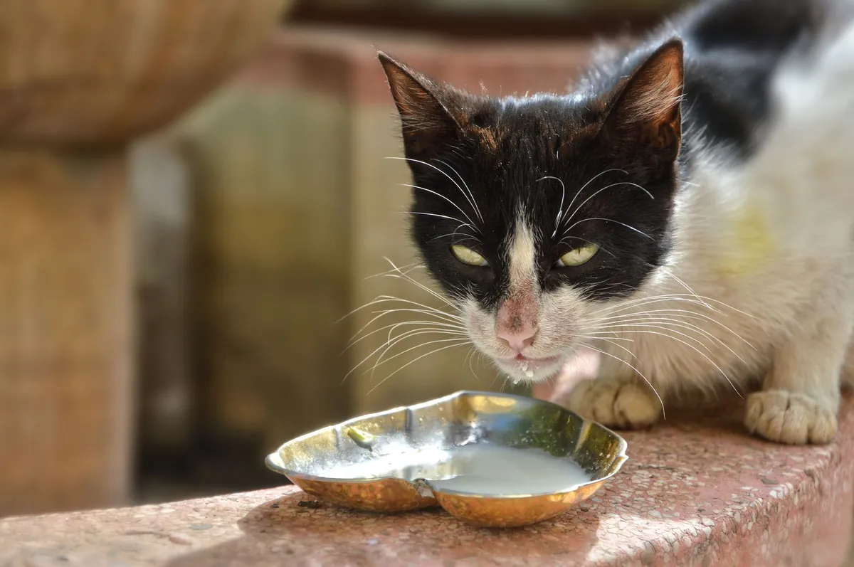 Waspada Ginjal Kronis Kucing: Kenali Gejala Awalnya