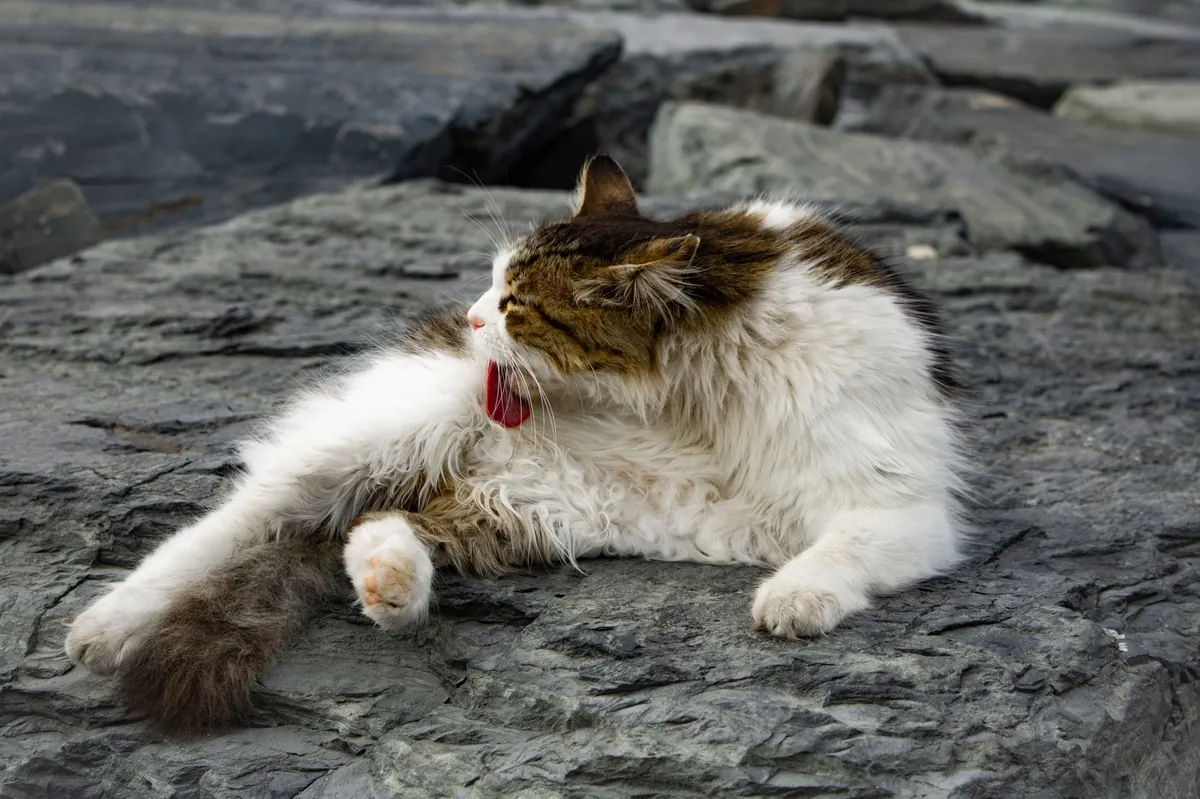 Waspada Hairball Kucing: Kenali Bahaya & Cara Mencegahnya